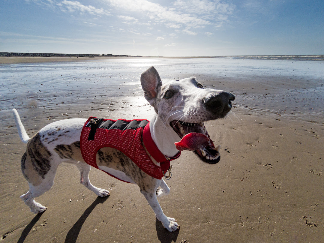 5 Tips For Running With Your Dog